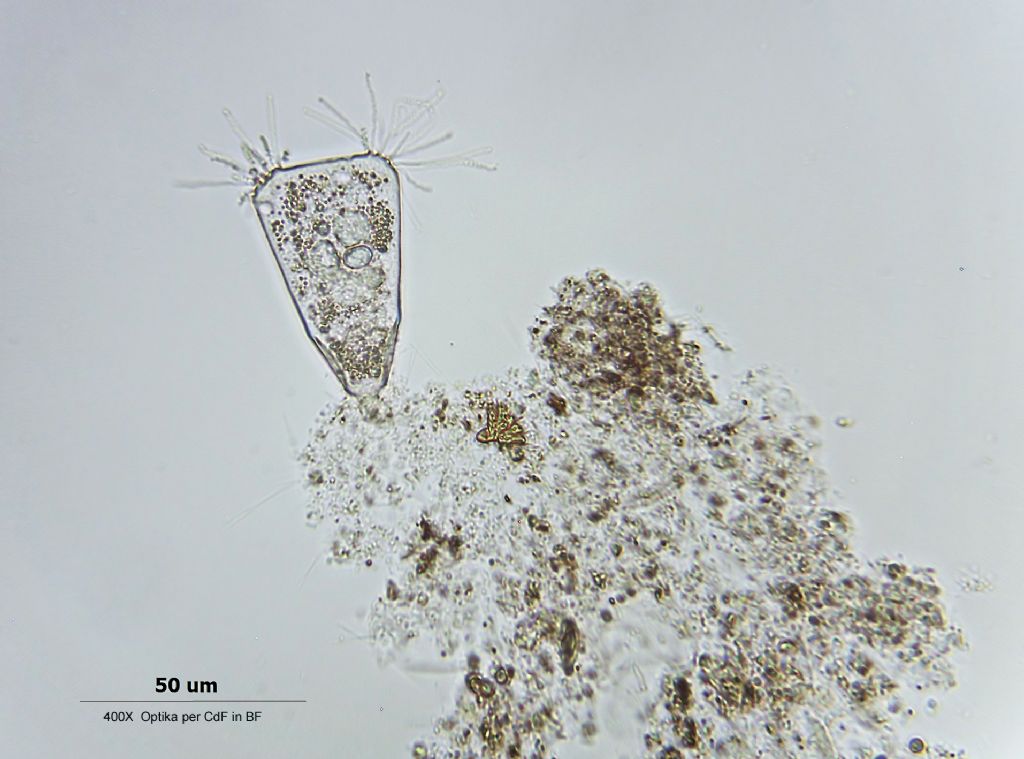 Tokophrya infusionum